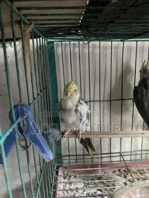 Pied Cockatiel Male Bird
