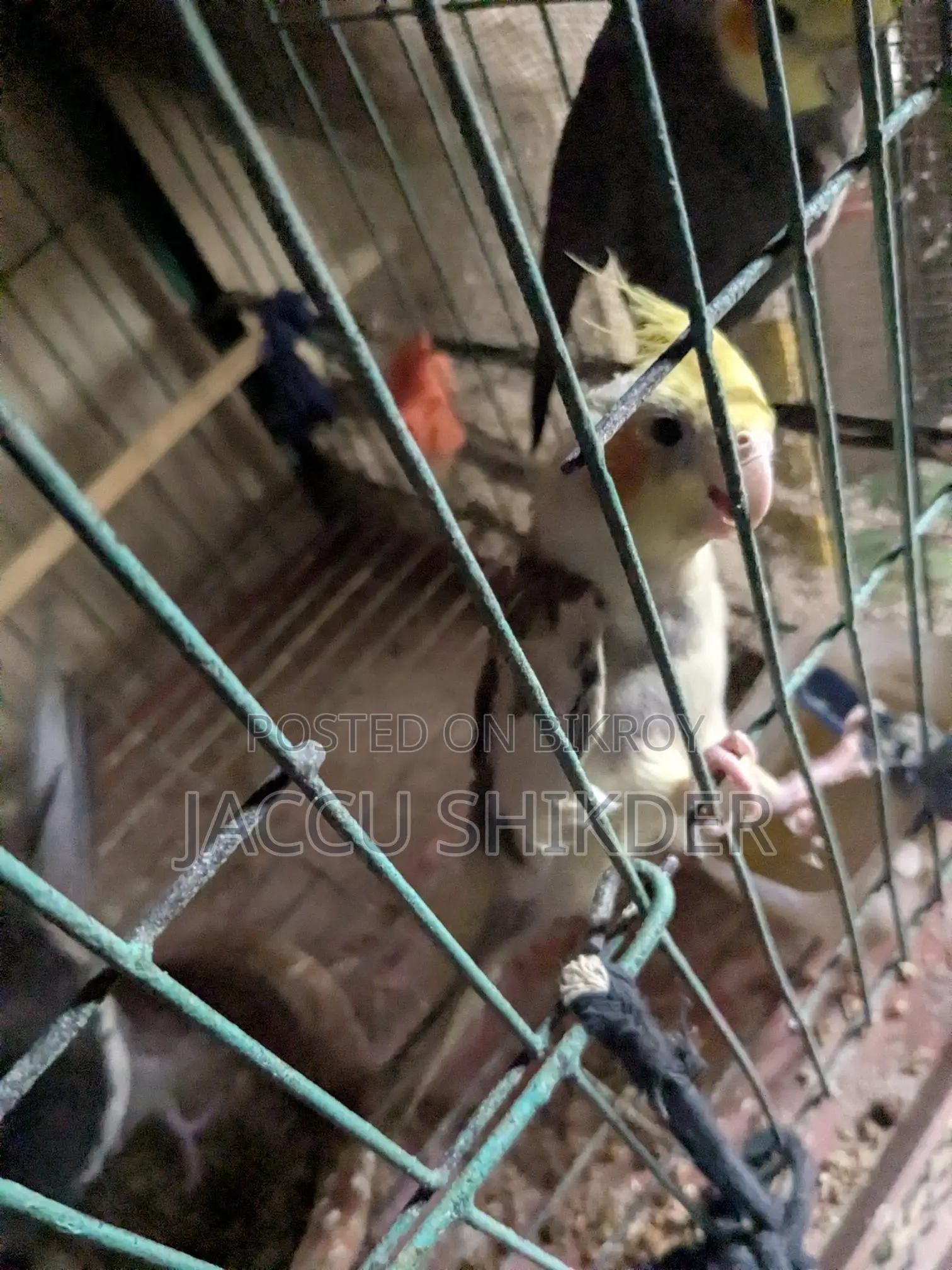 Pied Cockatiel Male Bird