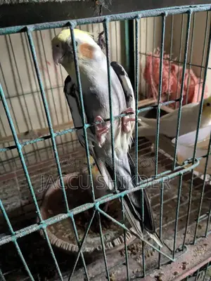 Pied Cockatiel Male Bird