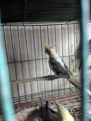 Pied Cockatiel Male Bird