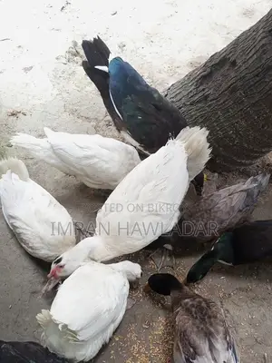 Livestock