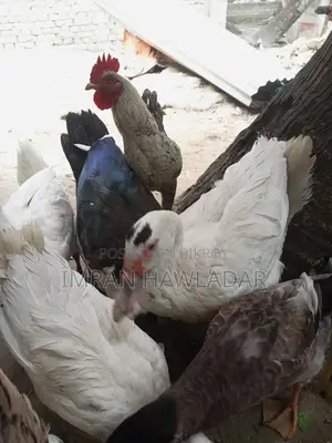 Livestock