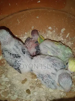 Running Birds with Chicks
