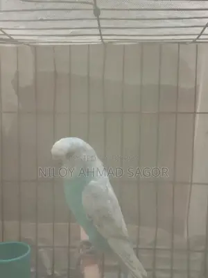 Full Adult Bird Sale