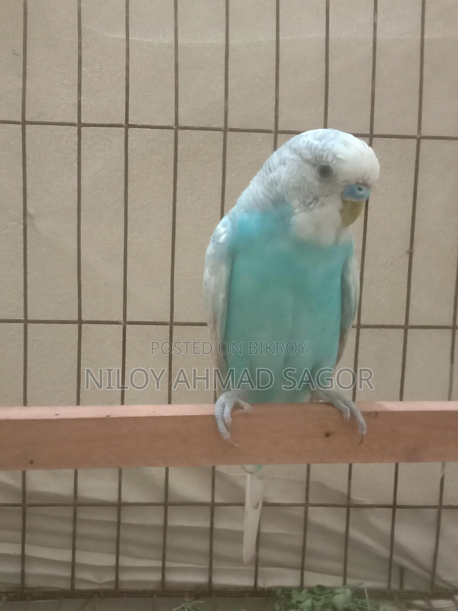 Full Adult Bird Sale