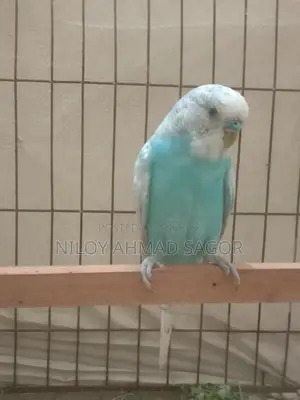 Full Adult Bird Sale