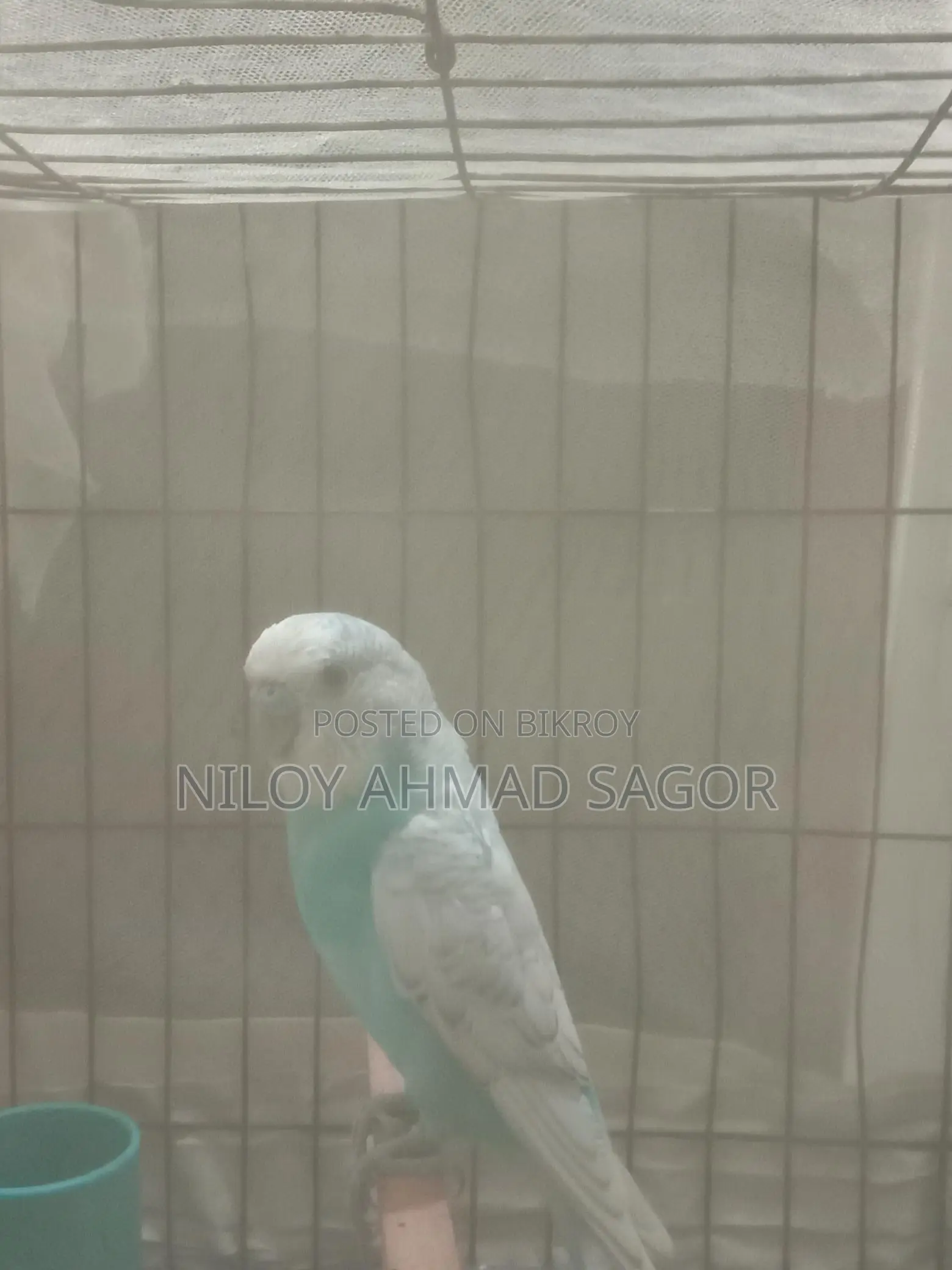Full Adult Bird Sale