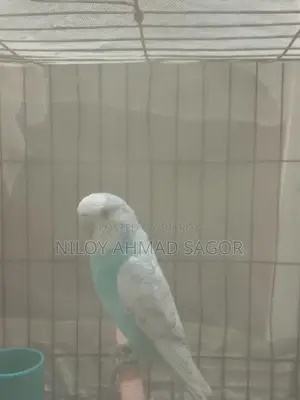 Full Adult Bird Sale
