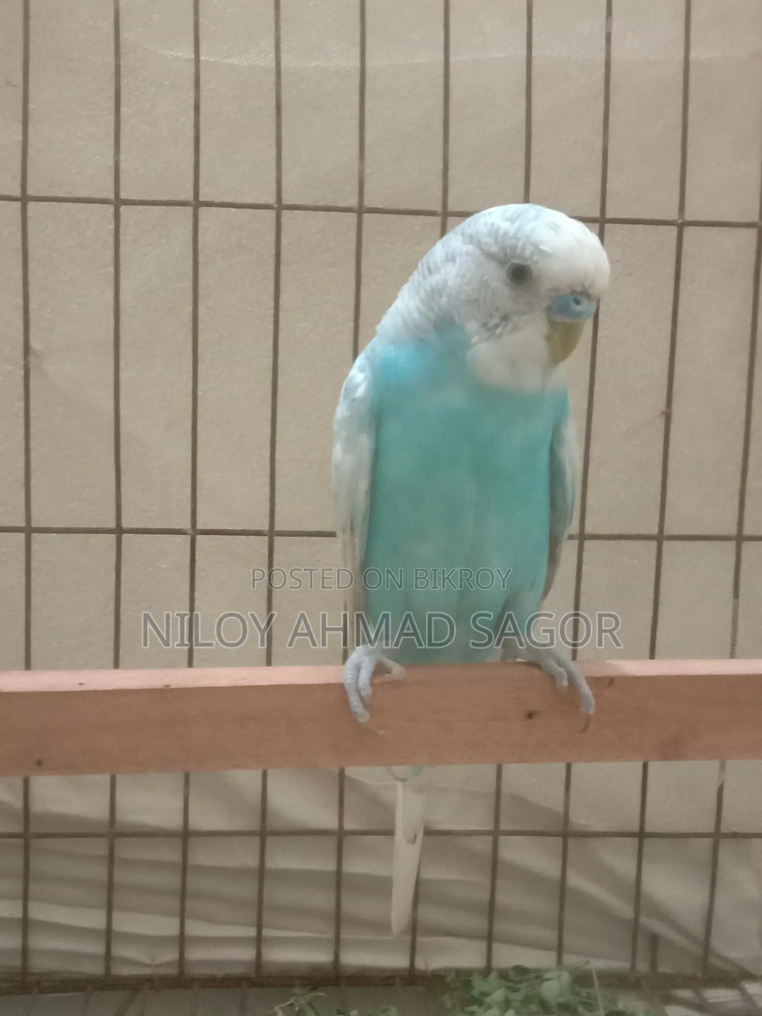 Full Adult Bird Sale