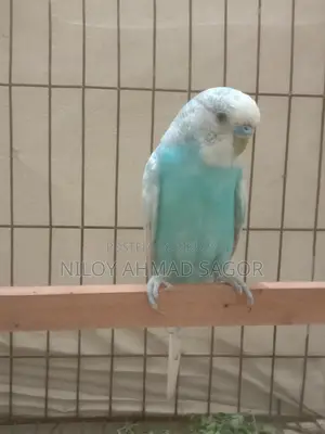 Full Adult Bird Sale