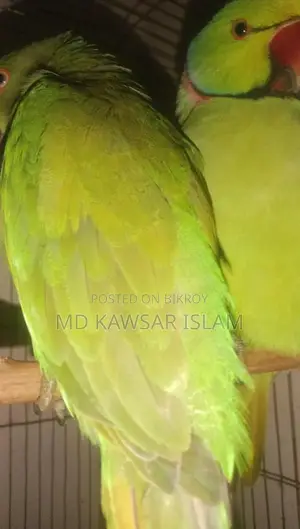 Ringneck Parrot