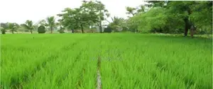 Agricultural Land for Sale