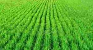 Agricultural Land for Sale