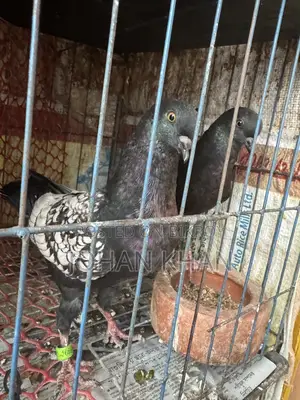 Modern Spangle Pigeon