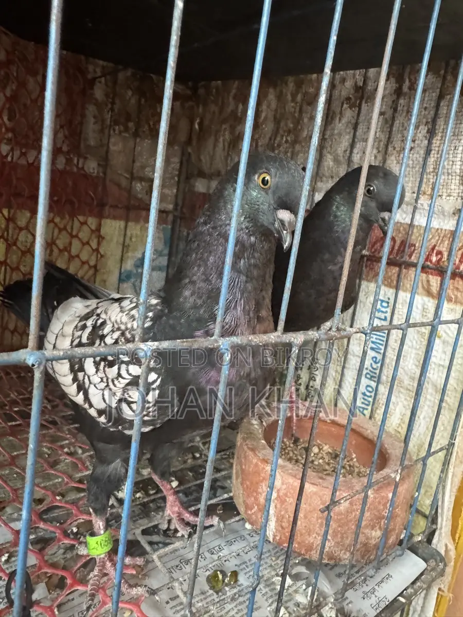 Modern Spangle Pigeon