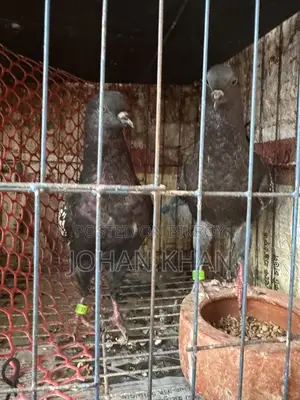 Modern Spangle Pigeon