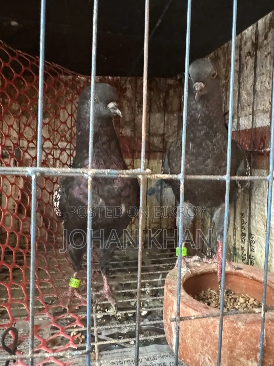 Modern Spangle Pigeon