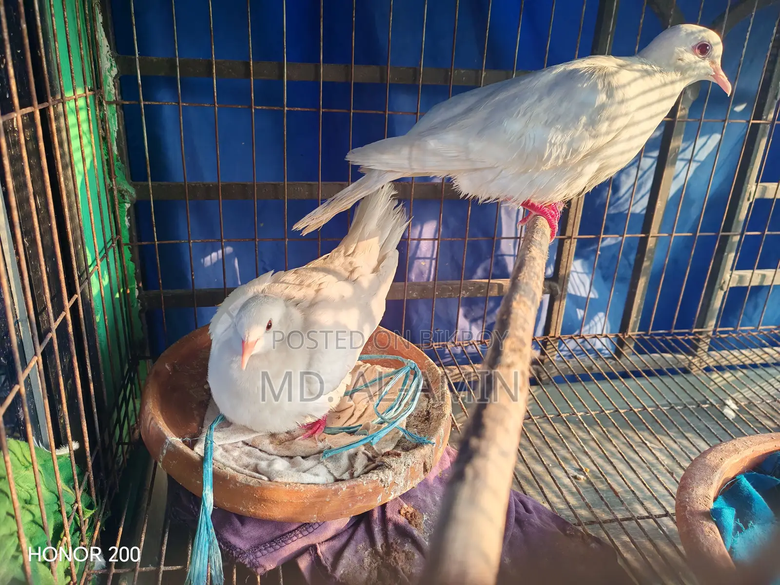 বিক্রয় হবে: ২ জোড়া অস্ট্রেলিয়ান সাদা ঘুঘু (ডিমসহ রানিং পেয়ার)