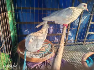 বিক্রয় হবে: ২ জোড়া অস্ট্রেলিয়ান সাদা ঘুঘু (ডিমসহ রানিং পেয়ার)