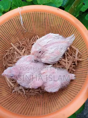 Cockatiel
