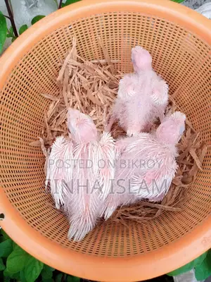 Cockatiel