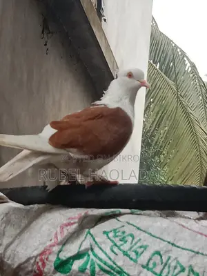 রাজ গোল্লা কবুতর