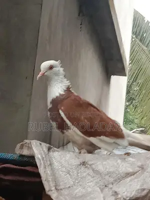রাজ গোল্লা কবুতর