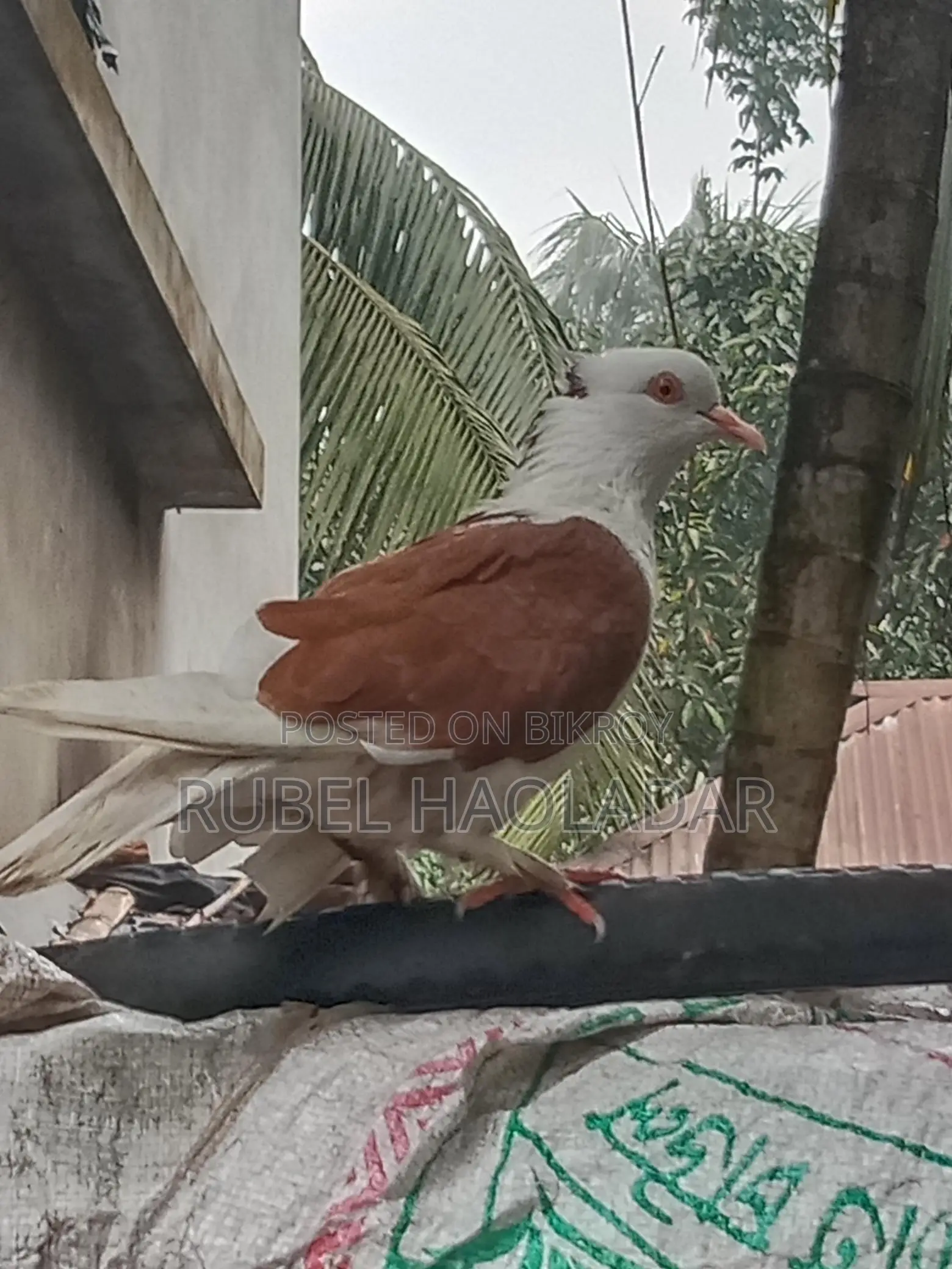 রাজ গোল্লা কবুতর