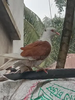 রাজ গোল্লা কবুতর