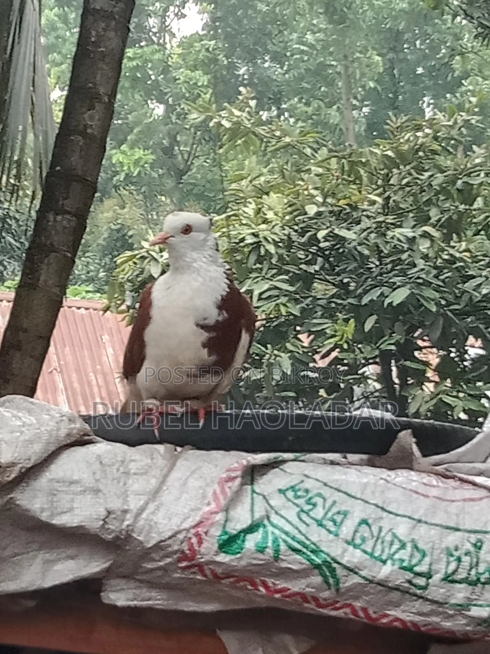 রাজ গোল্লা কবুতর