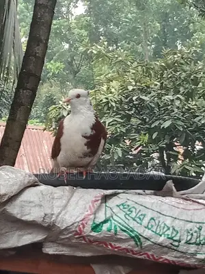 রাজ গোল্লা কবুতর