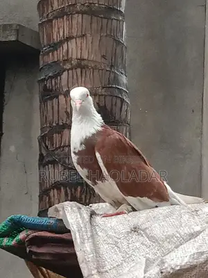 রাজ গোল্লা কবুতর