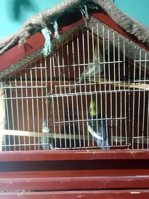 সব বিক্রি করে দিব বাচ্চা