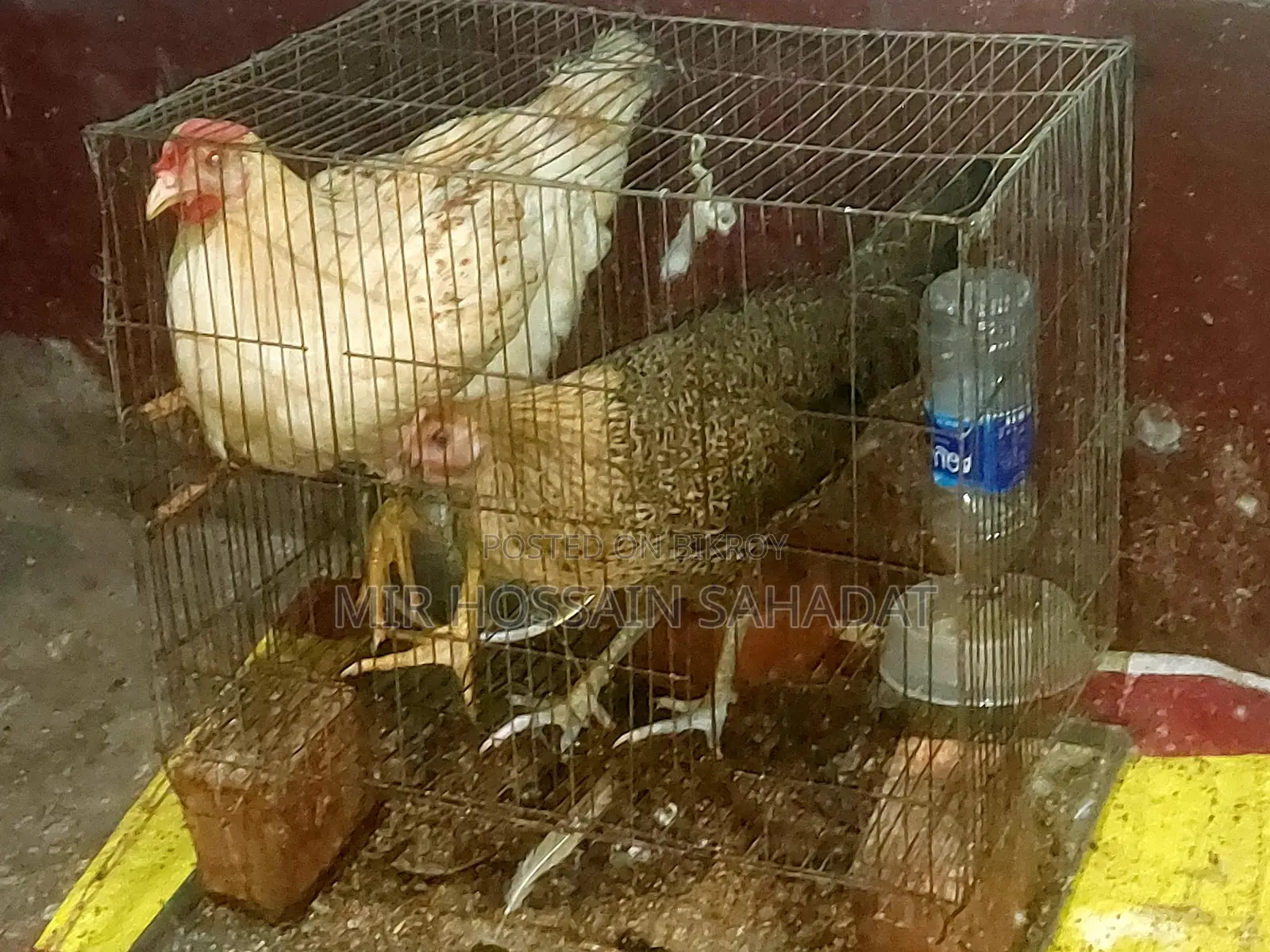 সব বিক্রি করে দিব বাচ্চা