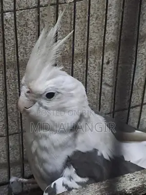 ককাটিয়েল হোয়াইট ফেস ফিমেল