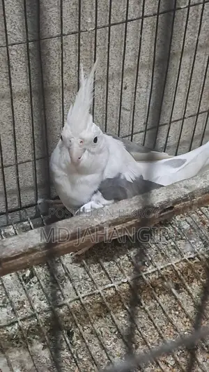 ককাটিয়েল হোয়াইট ফেস ফিমেল