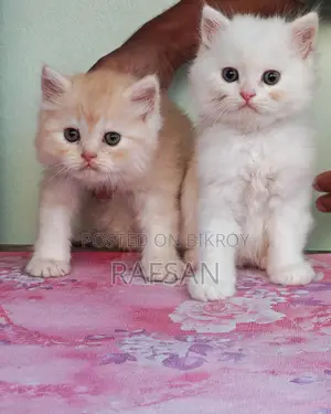Pure Persian Kitten