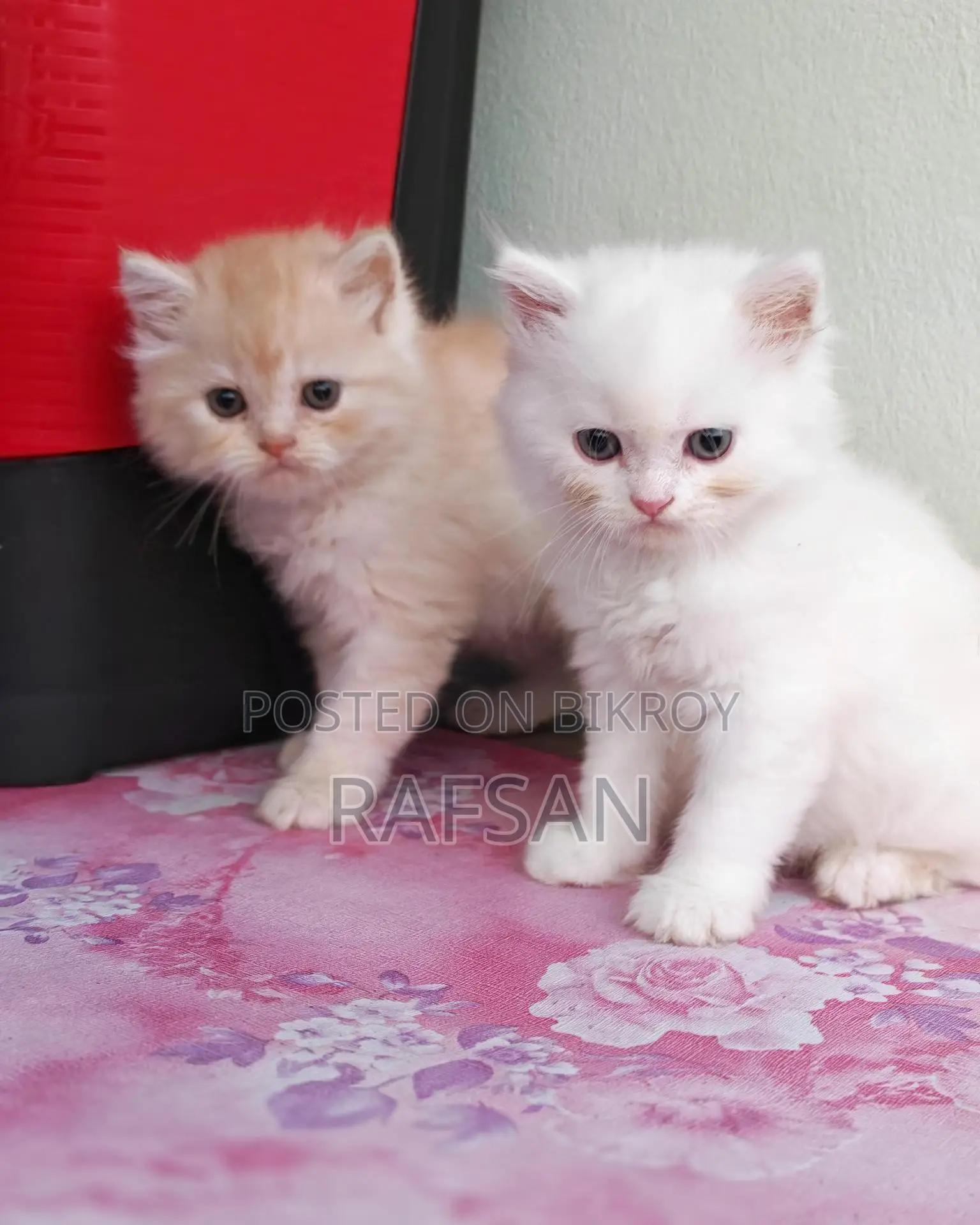 Pure Persian Kitten
