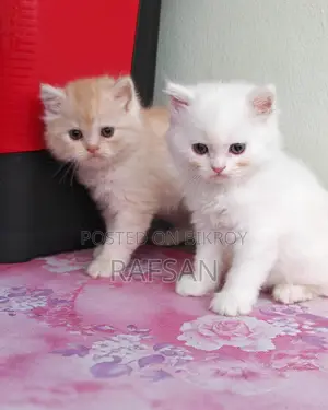 Pure Persian Kitten