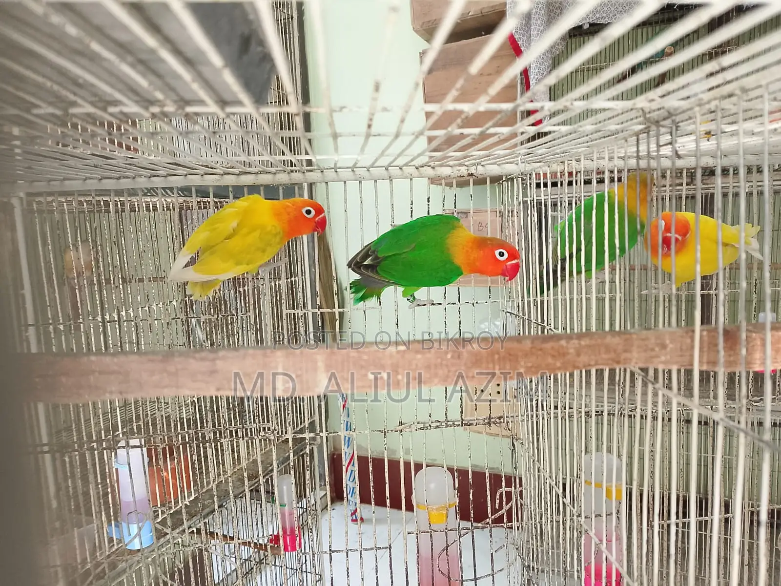 লাভ বার্ড ও খাচা