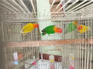 লাভ বার্ড ও খাচা