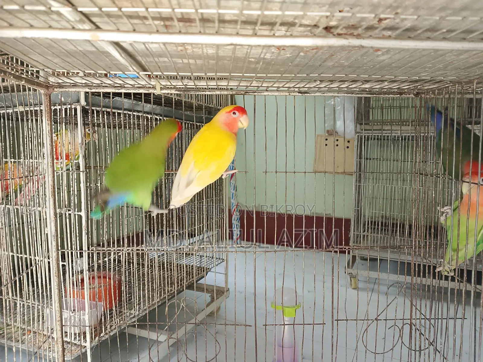 লাভ বার্ড ও খাচা