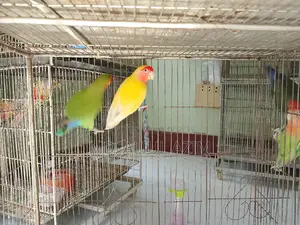 লাভ বার্ড ও খাচা