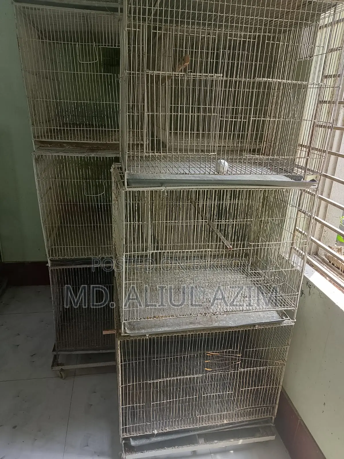 লাভ বার্ড ও খাচা