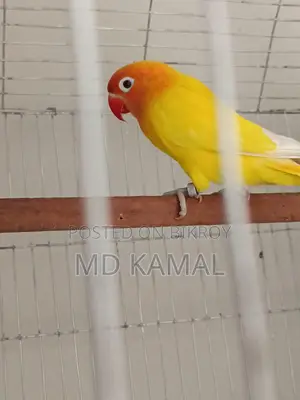 লাভ বার্ড মেল