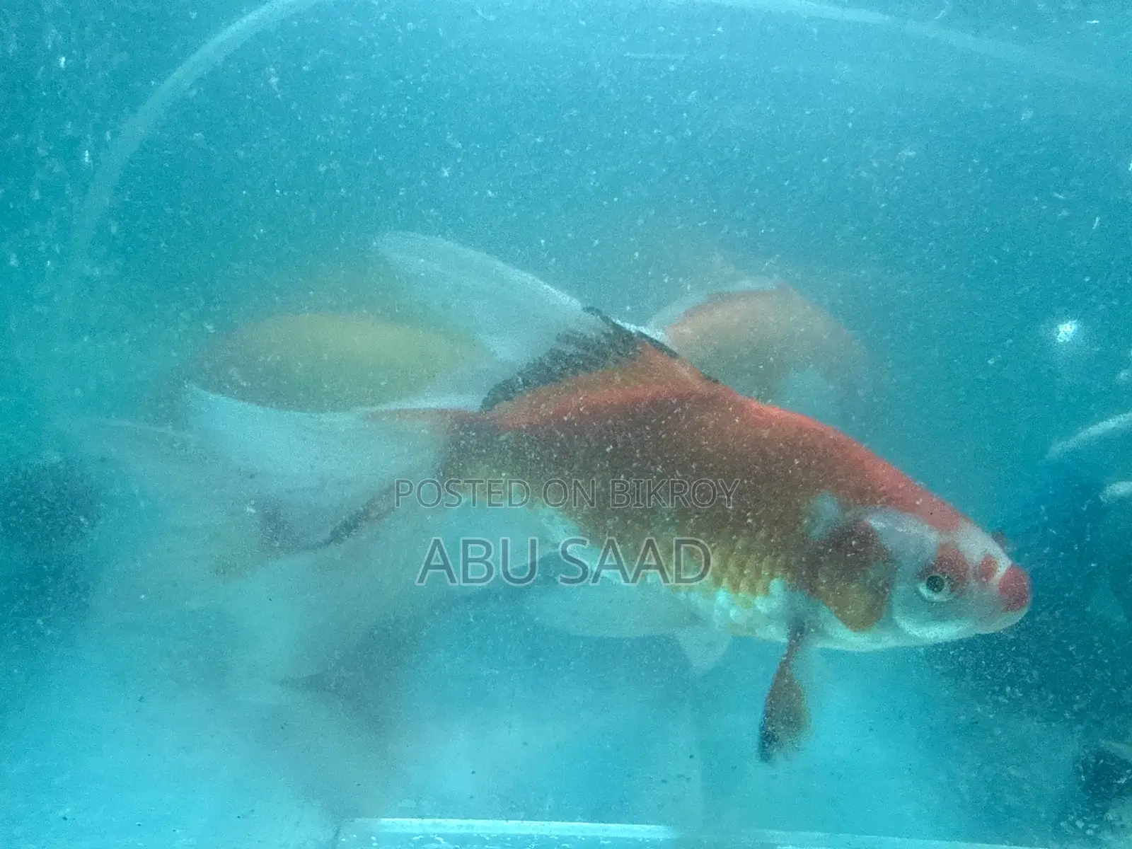 4 Piece Koi Carp Fish