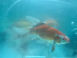 4 Piece Koi Carp Fish