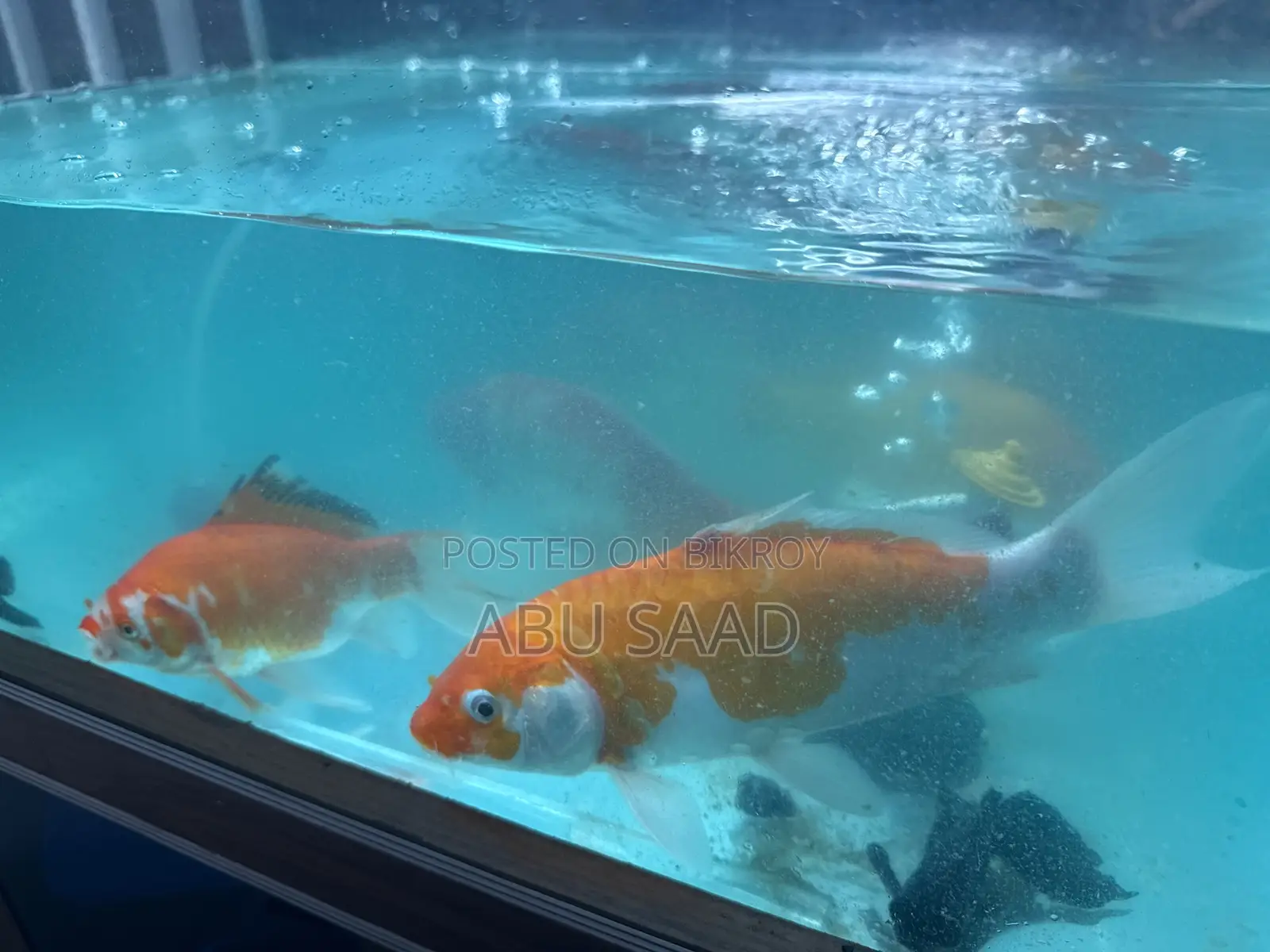 4 Piece Koi Carp Fish