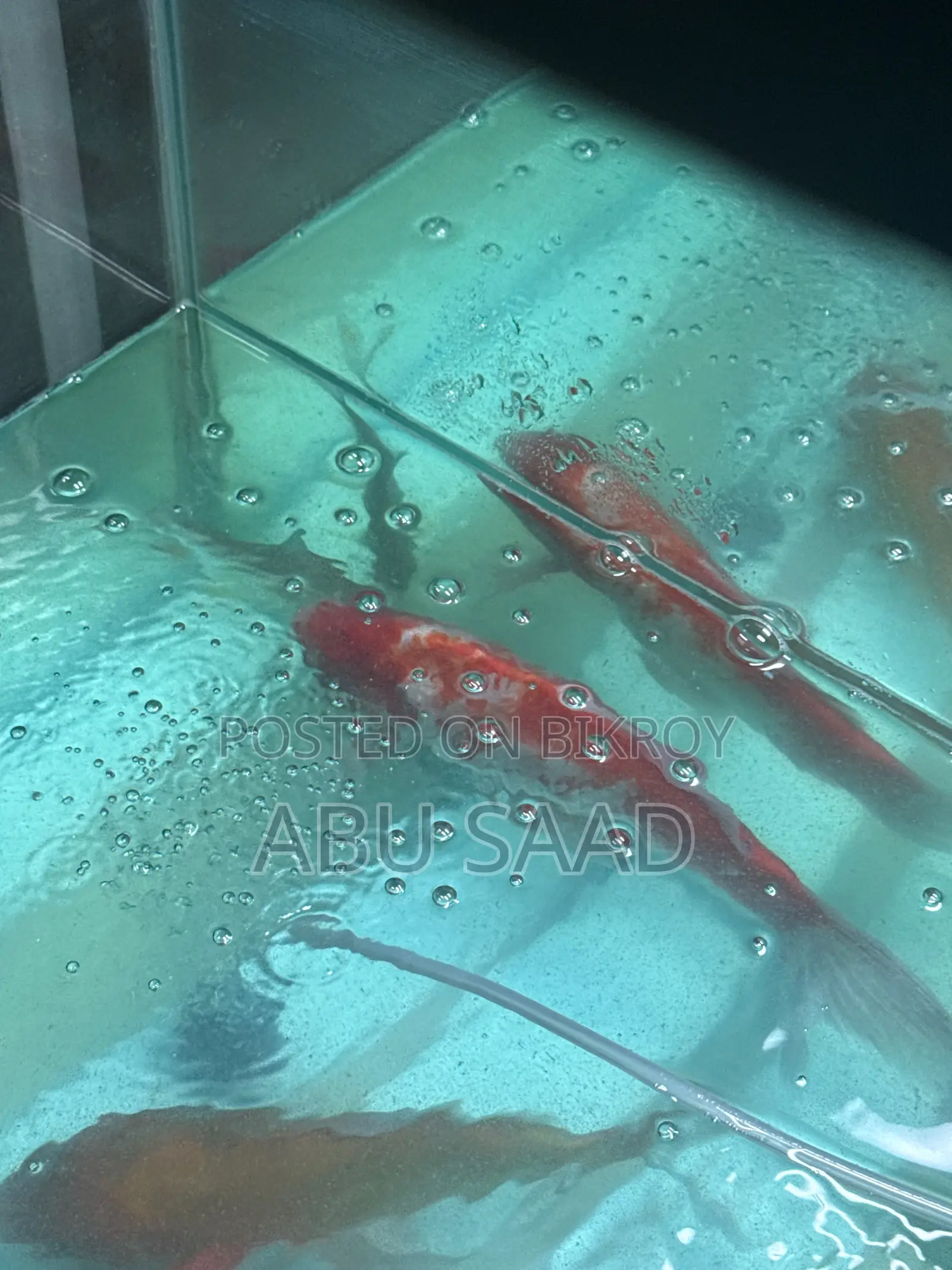 4 Piece Koi Carp Fish