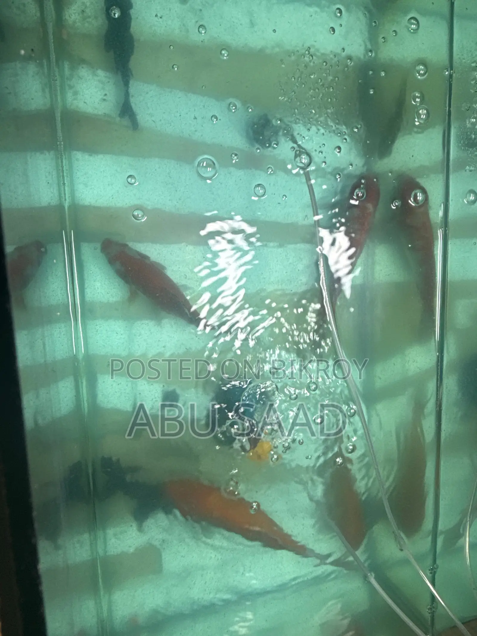 4 Piece Koi Carp Fish